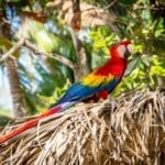 A tropical bird in Costa Rica