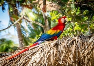 A tropical bird in Costa Rica