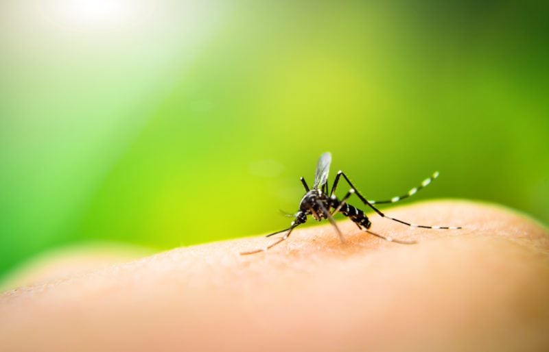 A mosquito biting a person