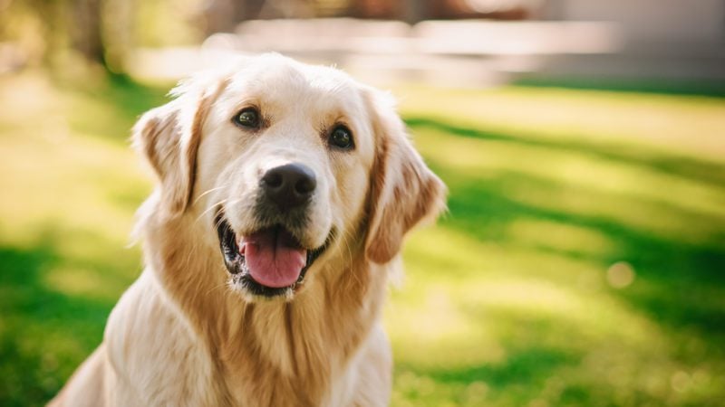 Loyal golden retriever, a pet some people bring overseas
