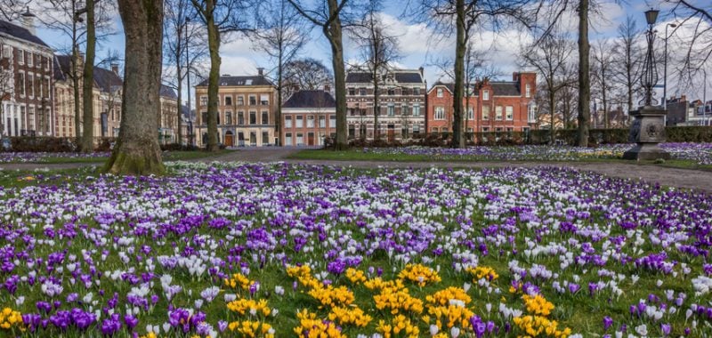 Panorama of colorful crocuses at the Ossenmarkt in Groningen, Netherlands