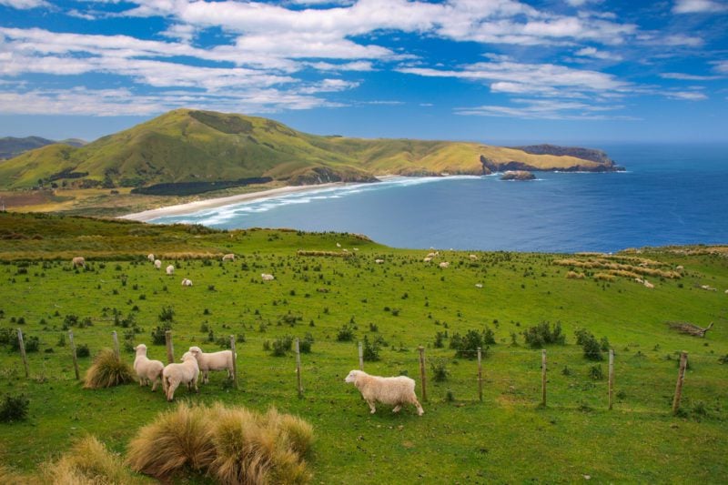 Sheep grazing in New Zealand's beautiful Wickliffe Bay