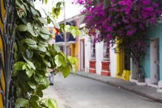 flower bloom in Cartagena, Colombia